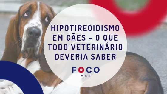 Cão com hipotireoidismo