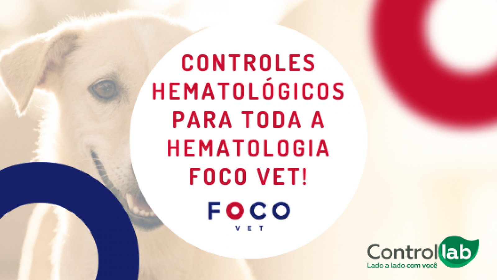 Cão com controle hematológico veterinário