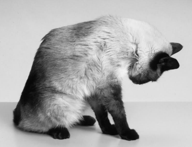 Gato com deficiência de potássio apresenta ventroflexão do pescoço
